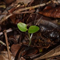 Phyllanthus candolleanus (Wight & Arn.) Chakrab. & N.P.Balakr.